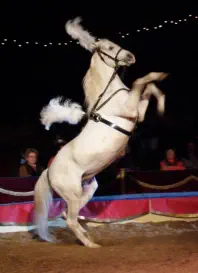 Foto: Circus Berolina